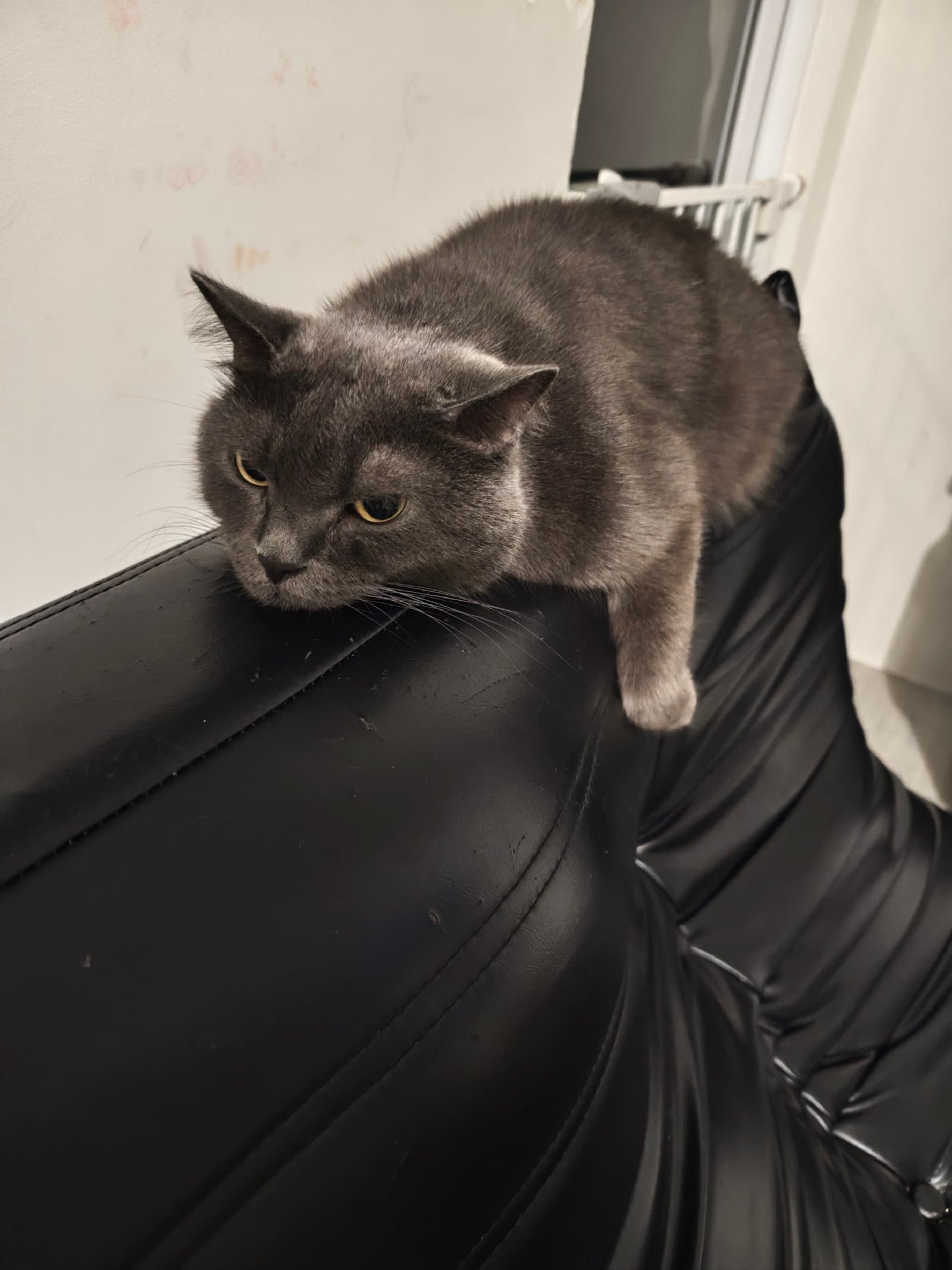 Photo of OdintheCat