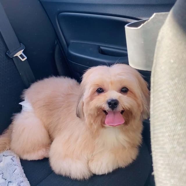 Bubbles, male shih tzu