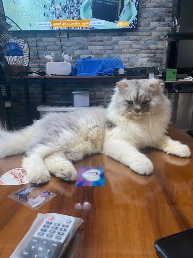 Ashi, 5-year-old male persian