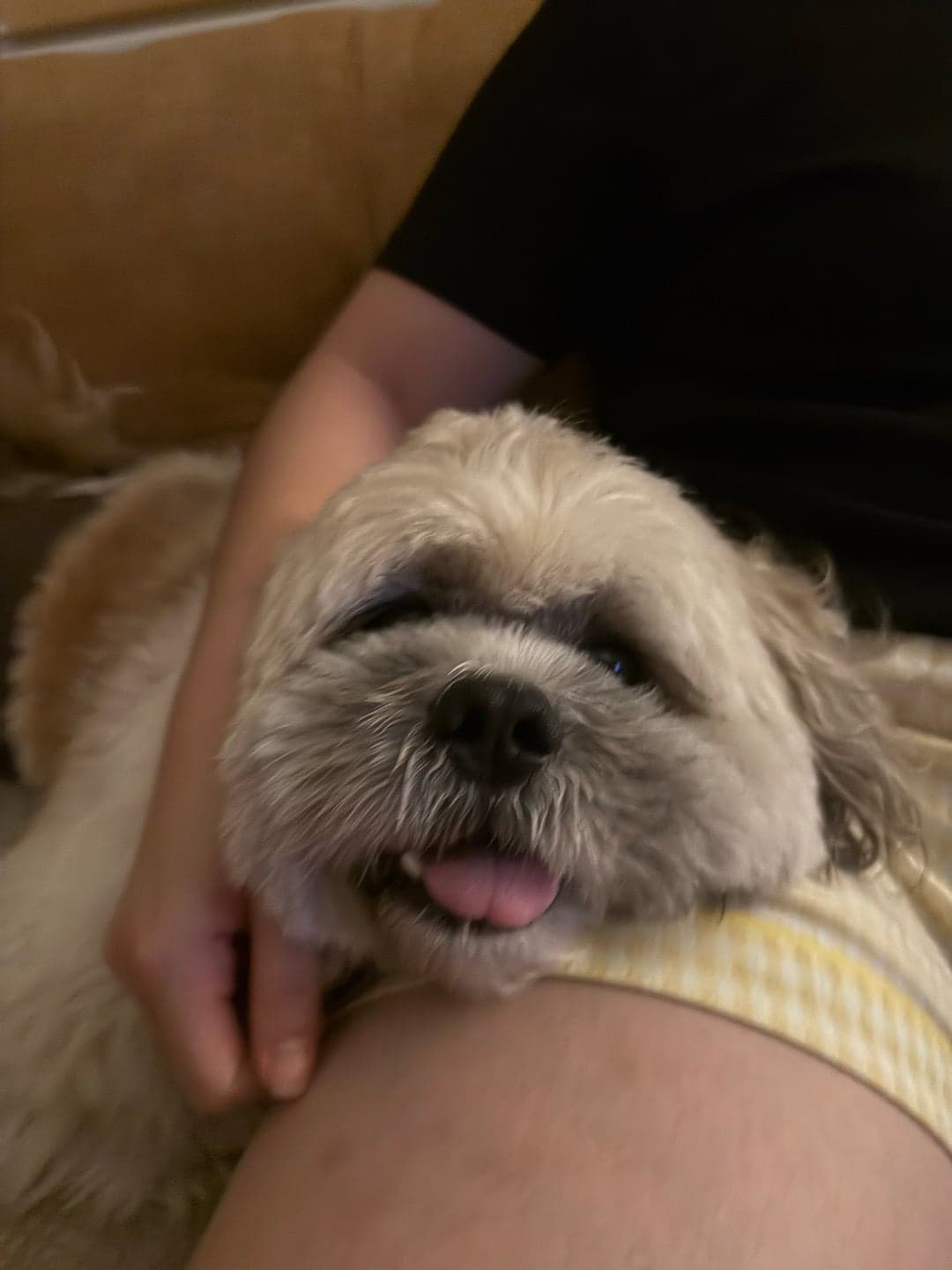 Photo of Bailey