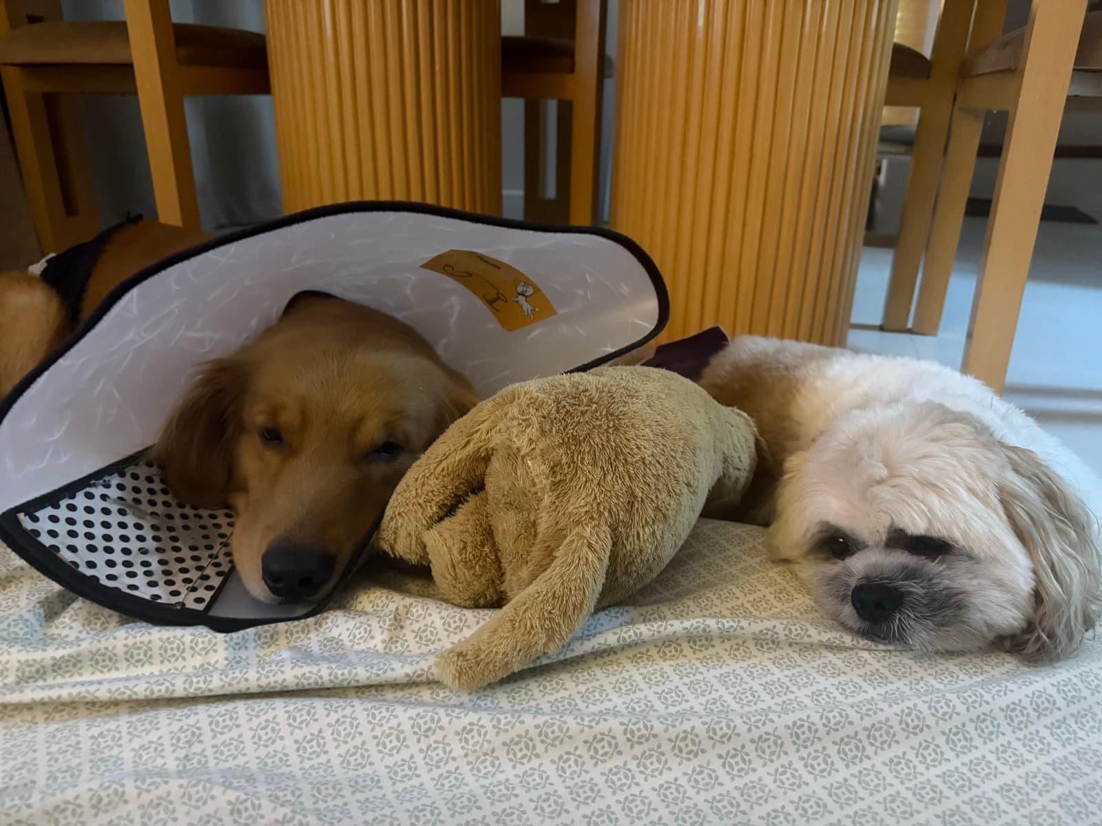 Sleepy (1 of 2)