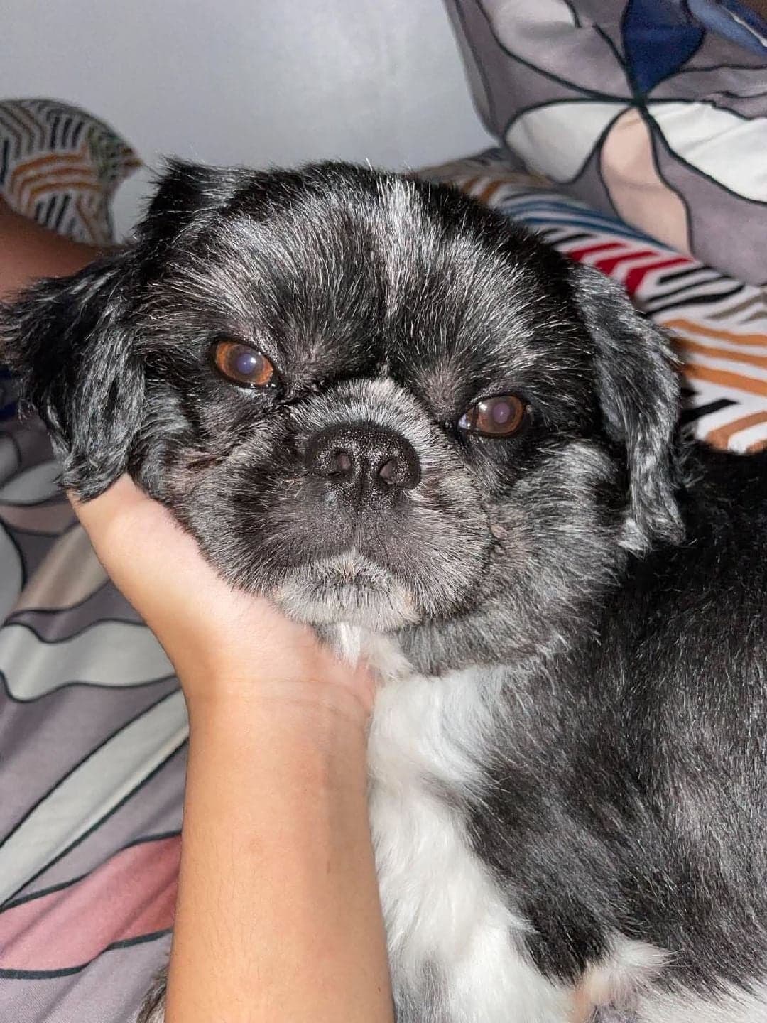 Photo of bruce