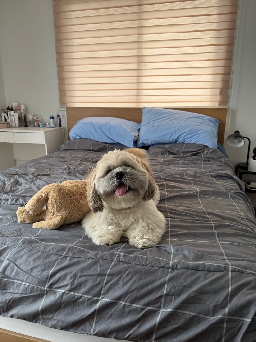 Photo of Bailey