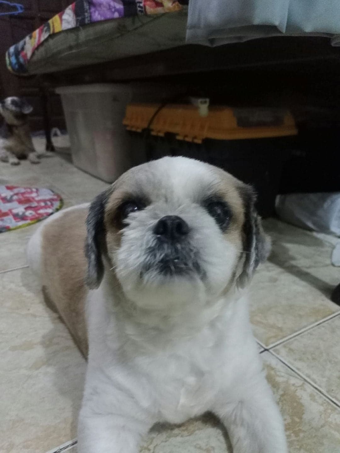 Photo of Kisses