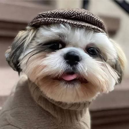 mochi, male shih tzu, under a year old