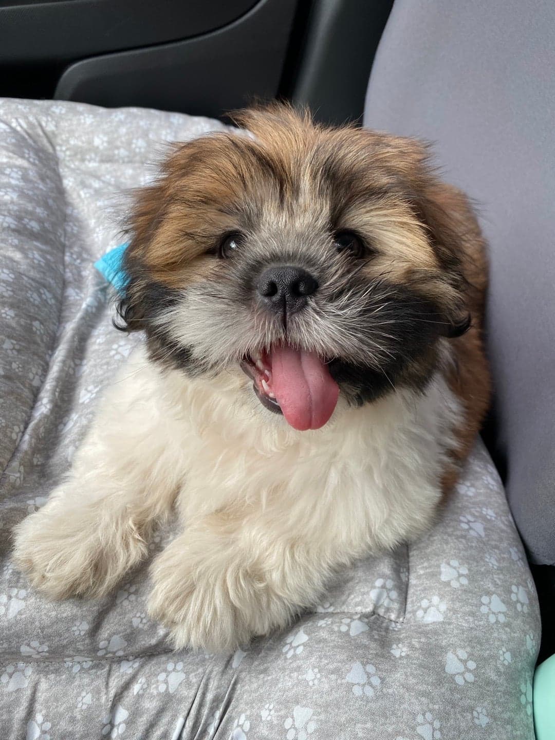 Photo of Bailey