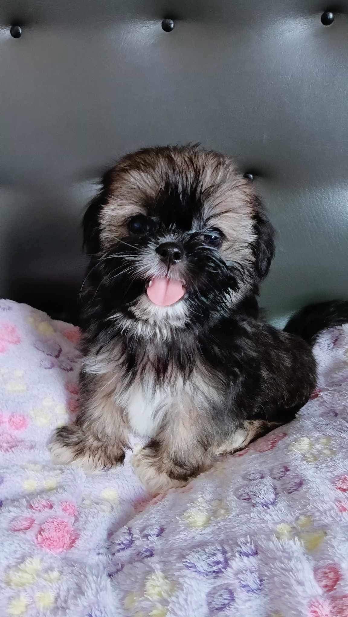 Photo of Ginger