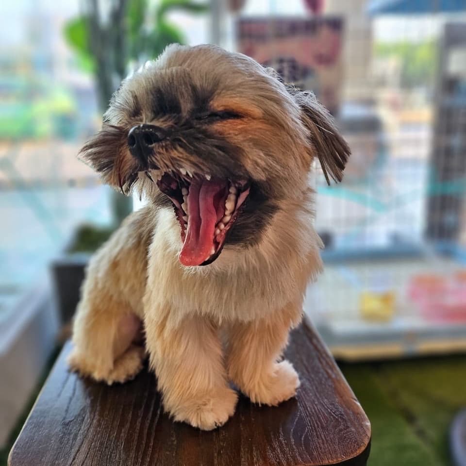 Ginger, female shih tzu