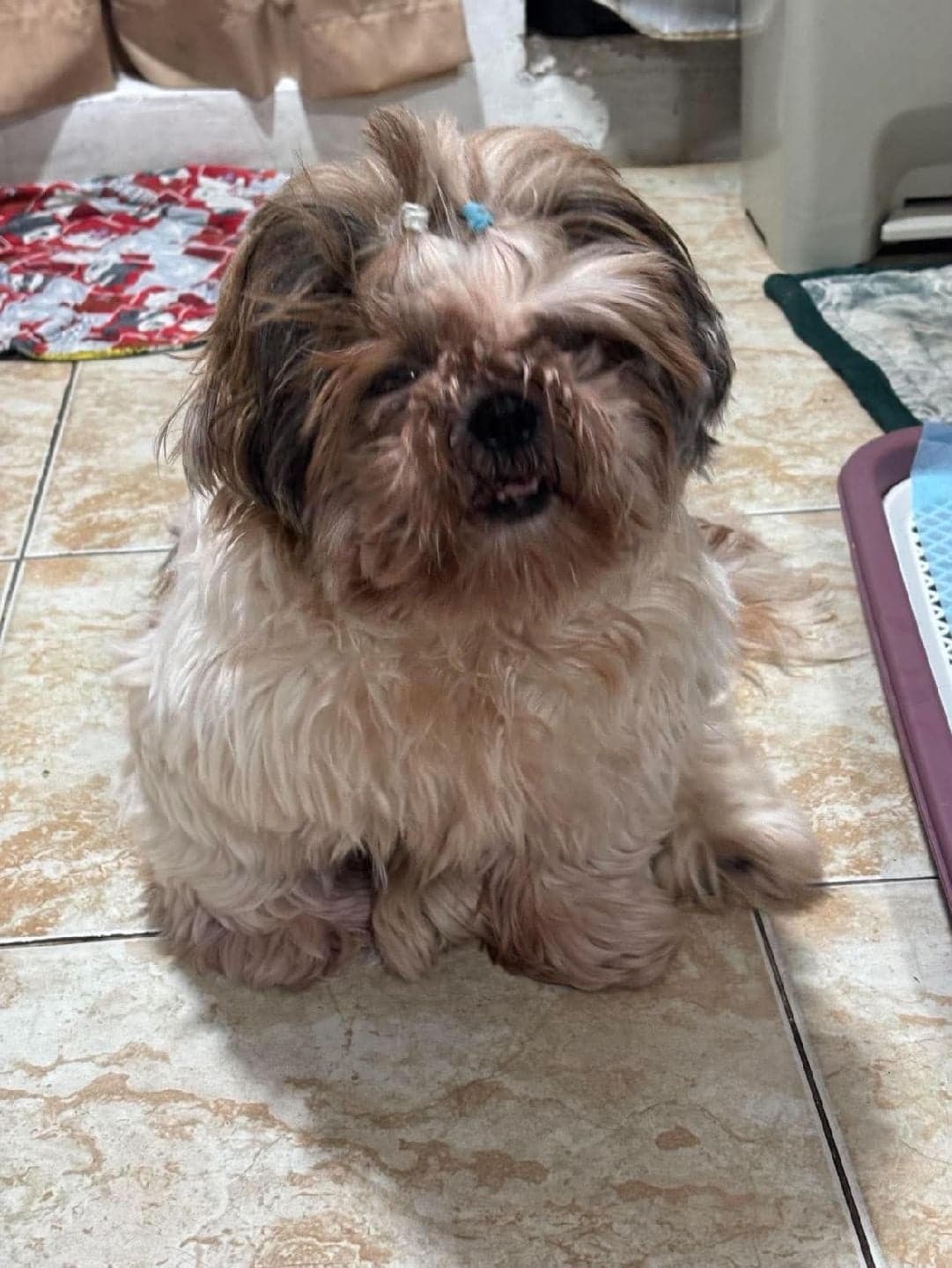 Due for a clipping ✂️🐶