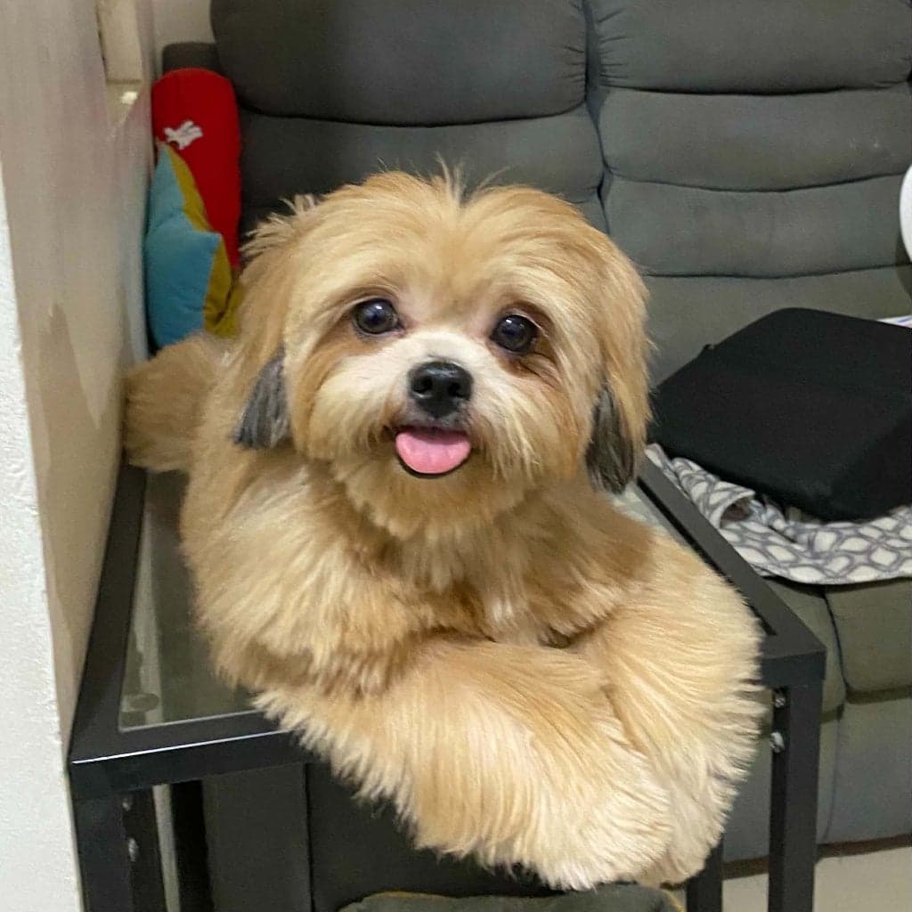 Summer, female shih tzu