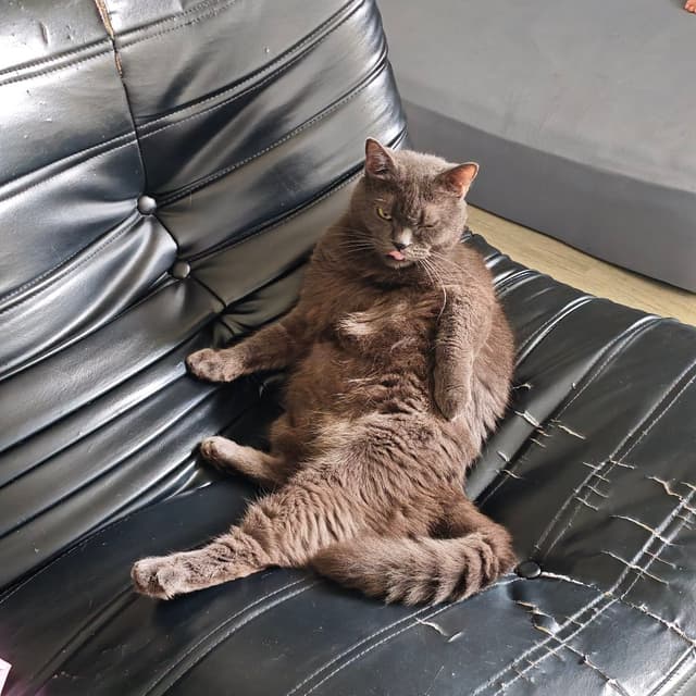 OdintheCat, male british shorthair