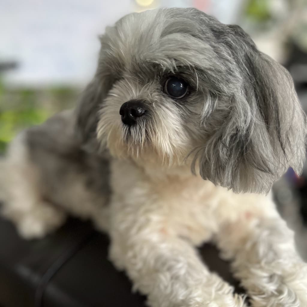 Chelsea, female shih tzu