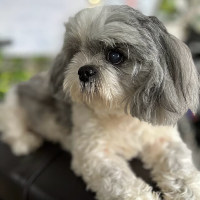 Chelsea, female shih tzu