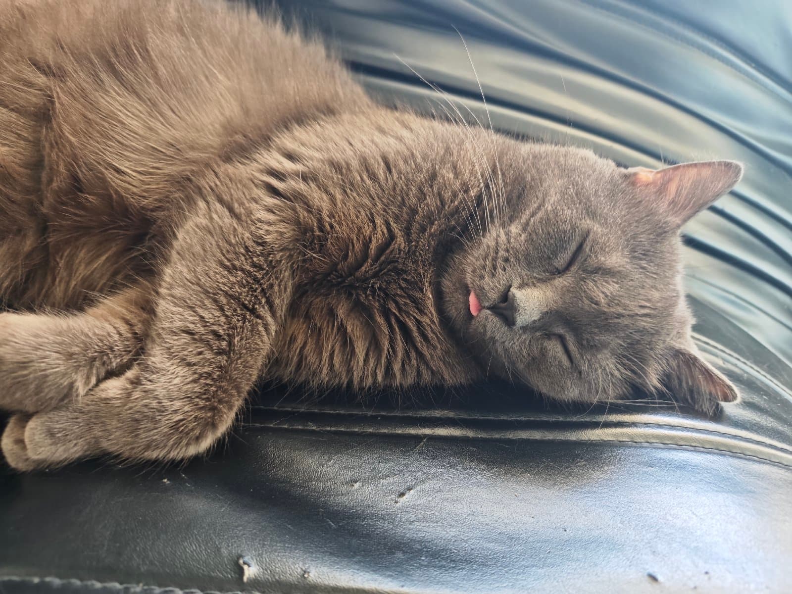 Photo of OdintheCat