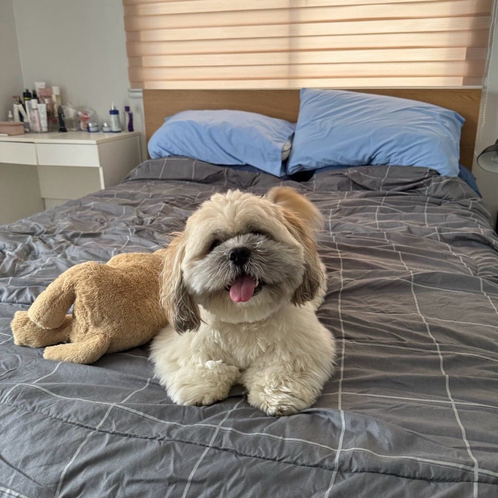 Bailey, male shih tzu