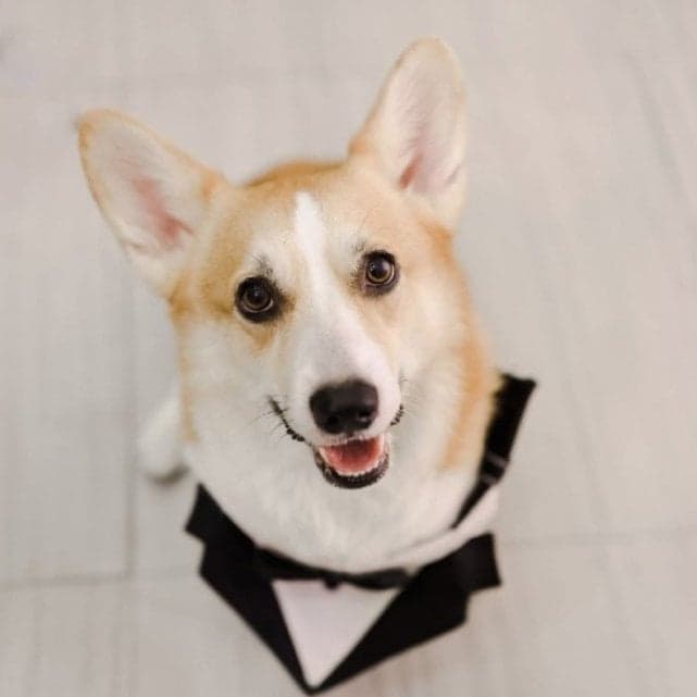 Charlie, 5-year-old male corgi
