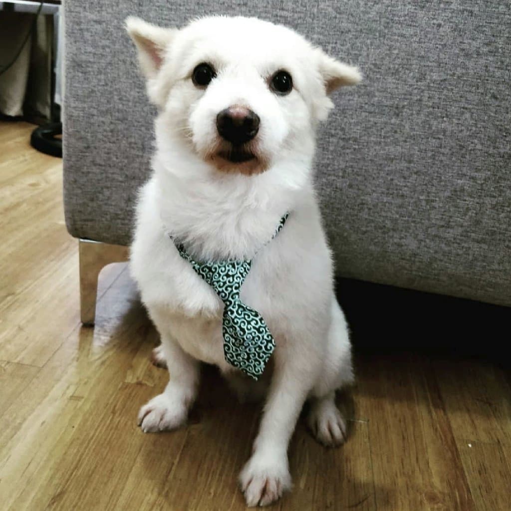 Shiro, 7-year-old male japanese spitz