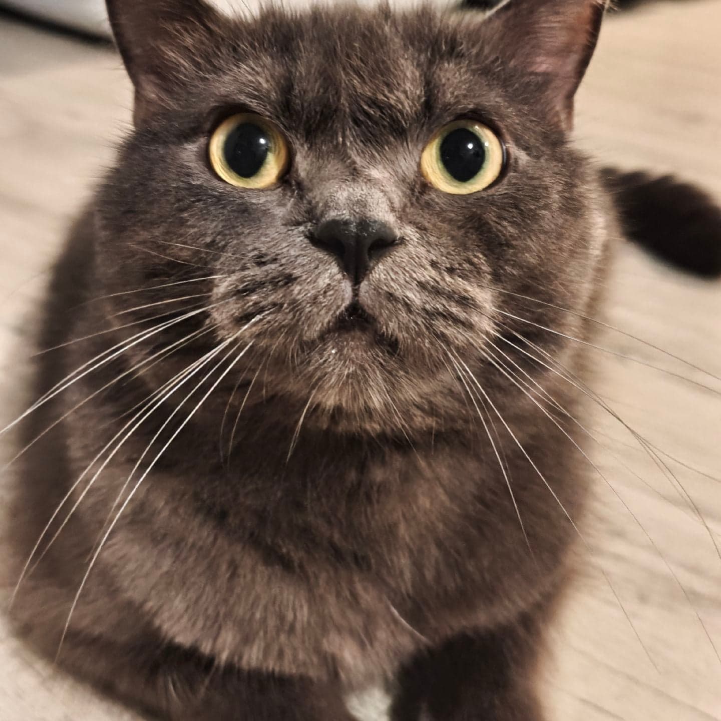 Photo of OdintheCat