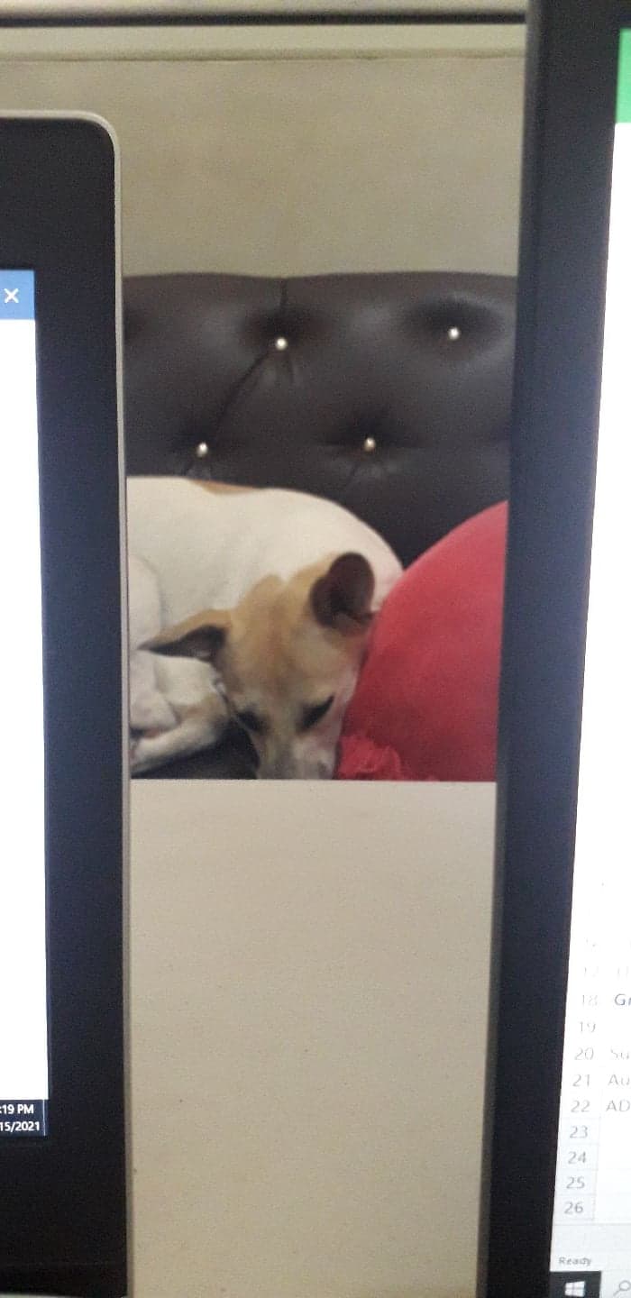 Photo of Spotty