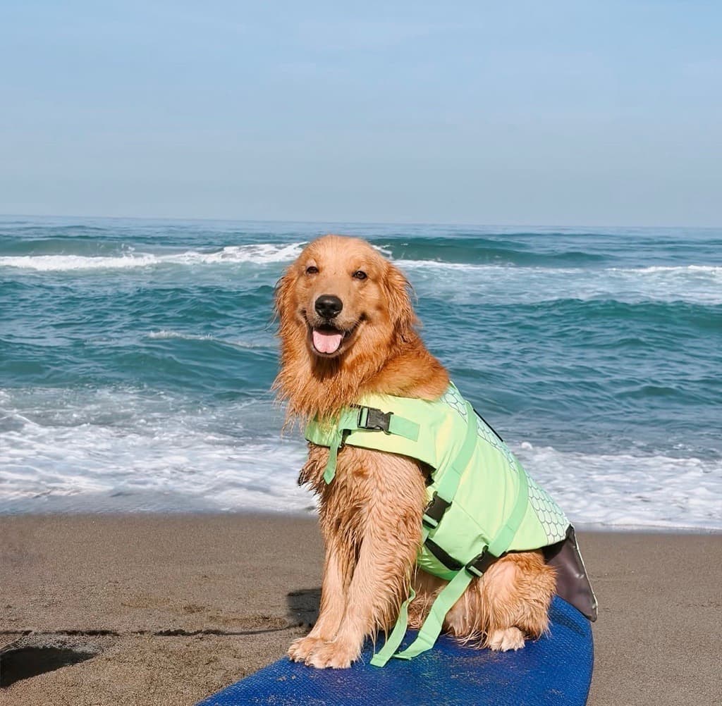 Ranger, male golden retriever